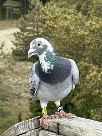 Фотография, рис. 27